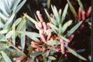 Male Podocarpus w/ pollen (cones) flowers
