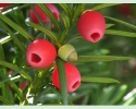 Taxus Female Plant Fruit