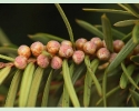 Taxus Male Plant