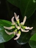 Coprosma flower Female plant