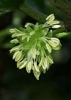 Coprosma flower male plant