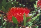 Lemon Bottlebrush