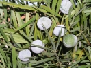 Female Podocarpus