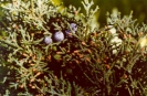 Monoecious Juniper