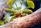 Male Gingko