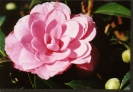 Pollen-free Camellia