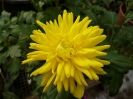 Pollen-Free Chrysanthemum