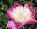 Pollen-Free Peony