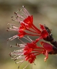 Red maple male tree