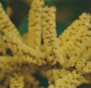 Acacia Tree Flower