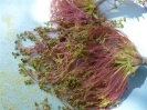 Pollen flowers from a male box elder tree