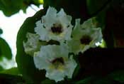 Catalpa