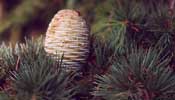 Cedrus Female