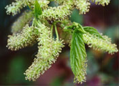 Male Mulberry