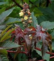 Castor Bean