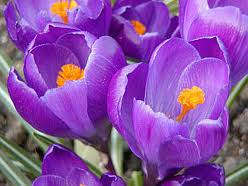 Crocus