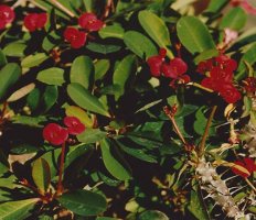 Crown of Thorns