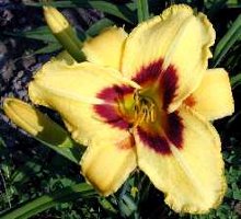 Daylily