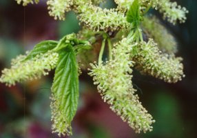 Fruitless Mulberry Tree Pollen Flowers