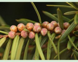 Male Yew Pollen Flowers