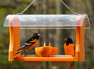 Oriole Feeders Homemade