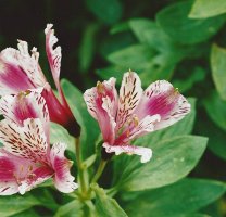 Peruvian Lily