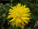 Pollen-Free Chrysanthemum