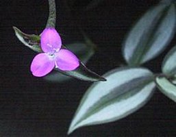 Wandering Jew