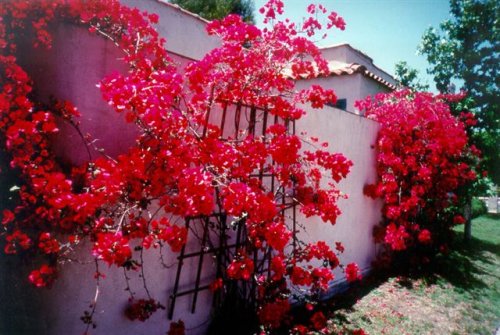 Bougainvillea