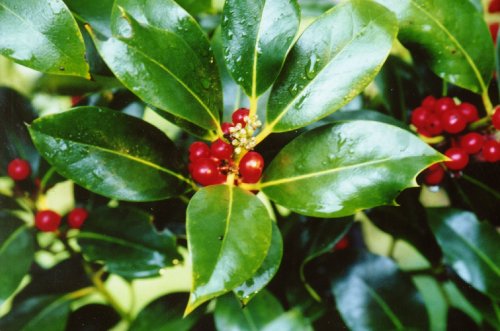 Female Holly