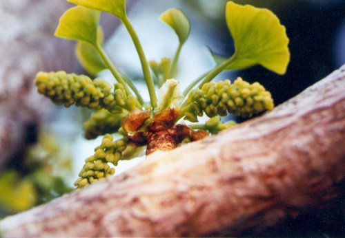 Male Gingko