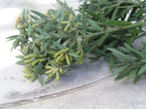 Male Podocarpus