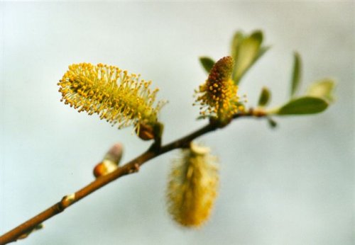 Male willow