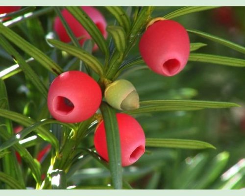Taxus Female Plant Fruit