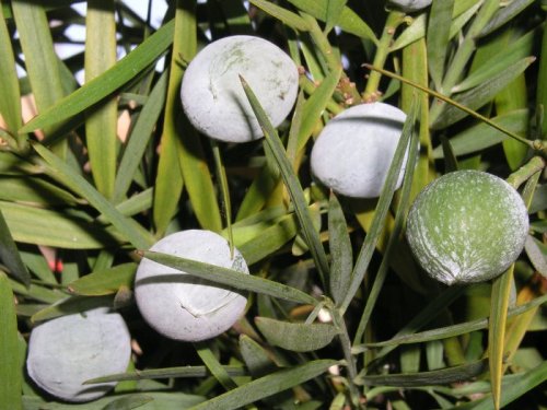 Female Fern Pine