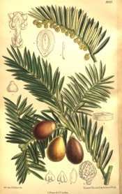 Cephalotaxus Harringtonia Female & Male