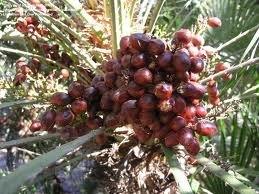 European Fan Palm Tree - Female