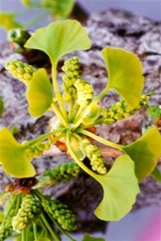 Male Gingko