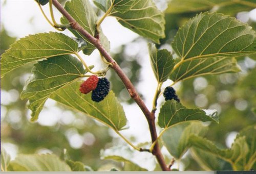 Female Mulberry
