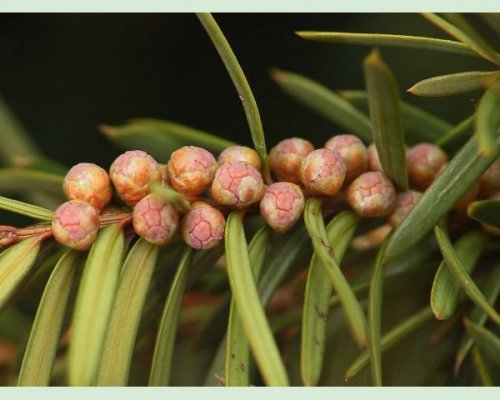Taxus Male Plant