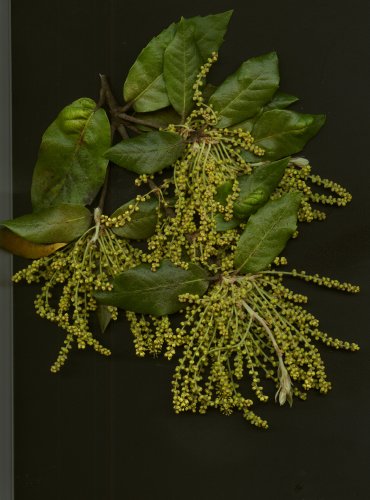 Live oak male flowers