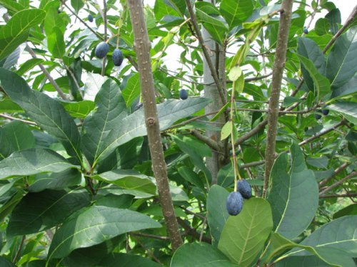 Chionanthus female tree w/ fruit