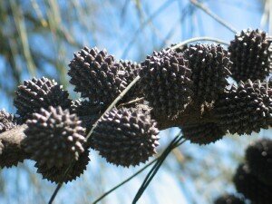 Casuarina stricta/ female tree w/ seed cones