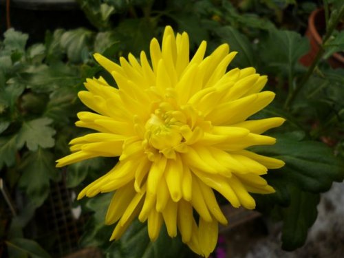 Pollen-Free Chrysanthemum
